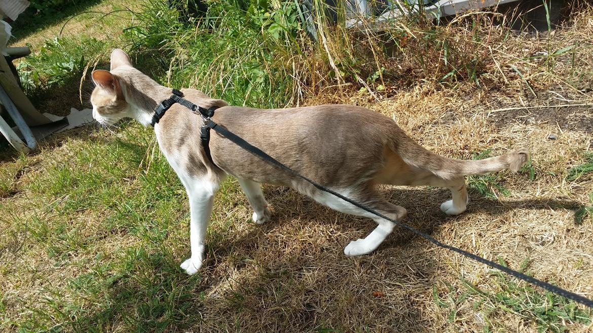 Orientaler Kiyaya billede 3