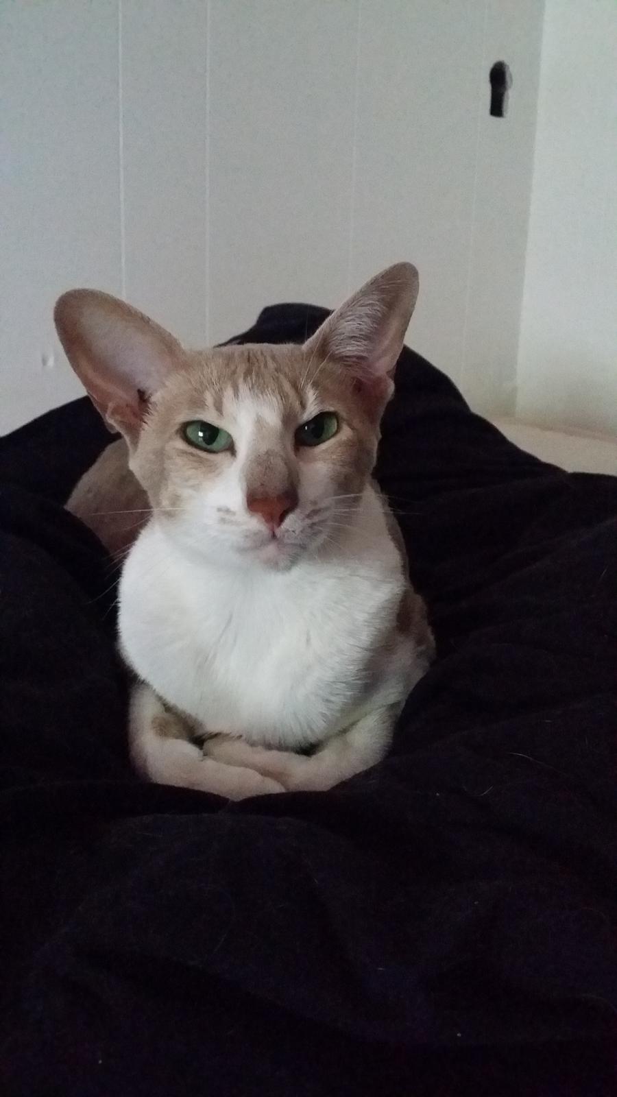 Orientaler Kiyaya billede 4