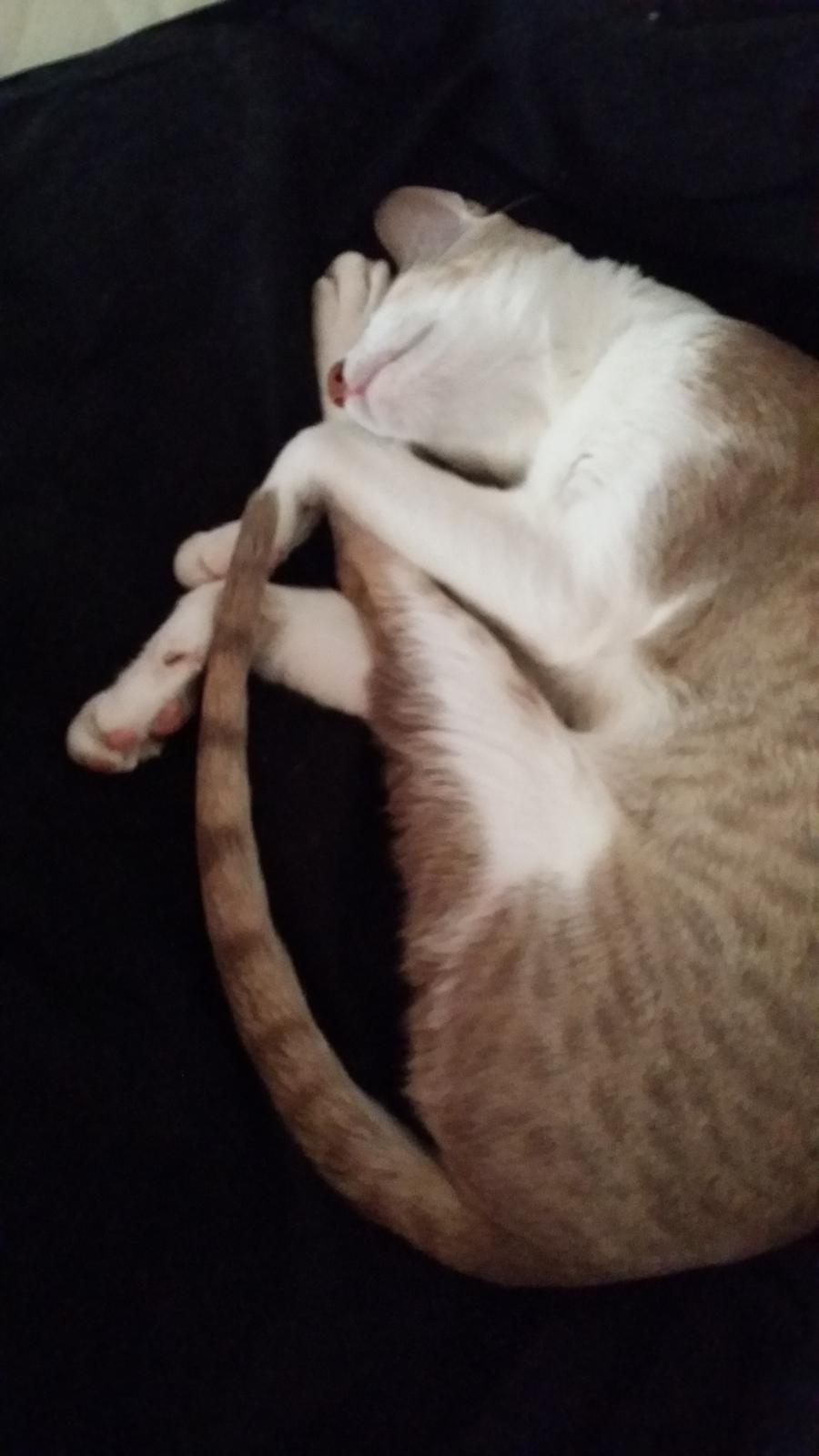 Orientaler Kiyaya billede 6