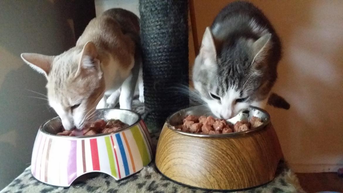 Orientaler Kiyaya billede 7