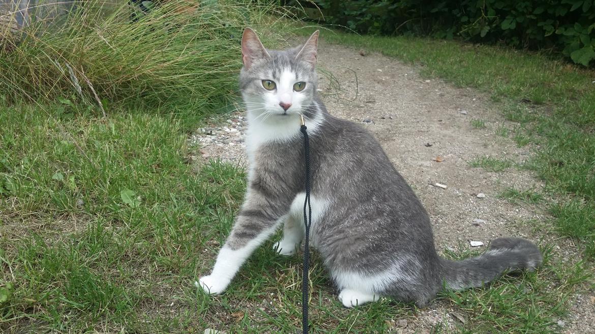 Blanding af racer Niimah billede 12