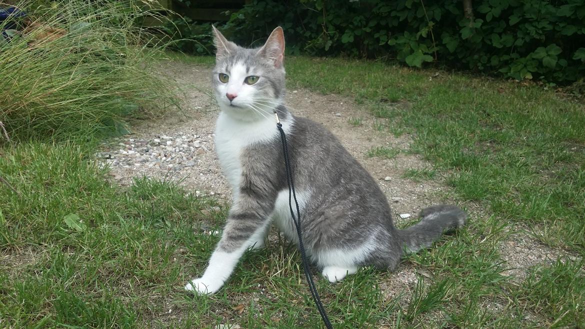 Blanding af racer Niimah billede 13