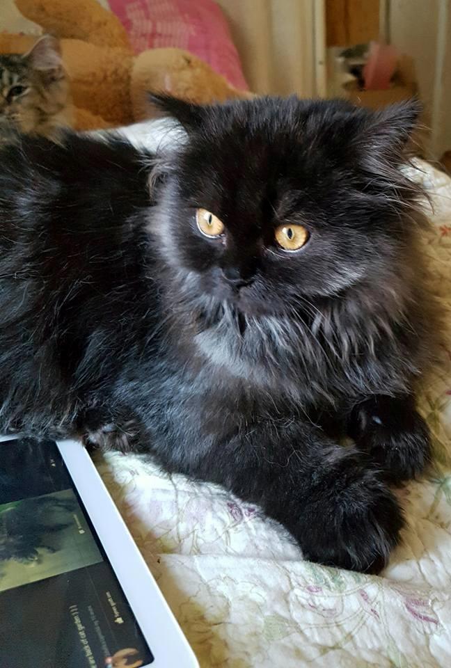 Selkirk Rex  Tzari Dark Dance, Himmel kat. billede 4