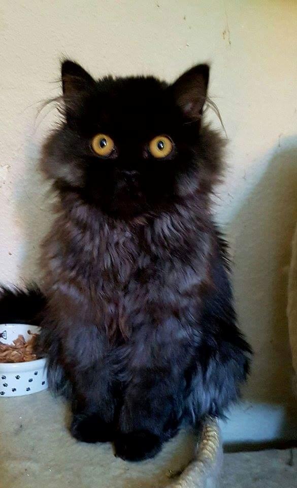 Selkirk Rex  Tzari Dark Dance, Himmel kat. billede 2