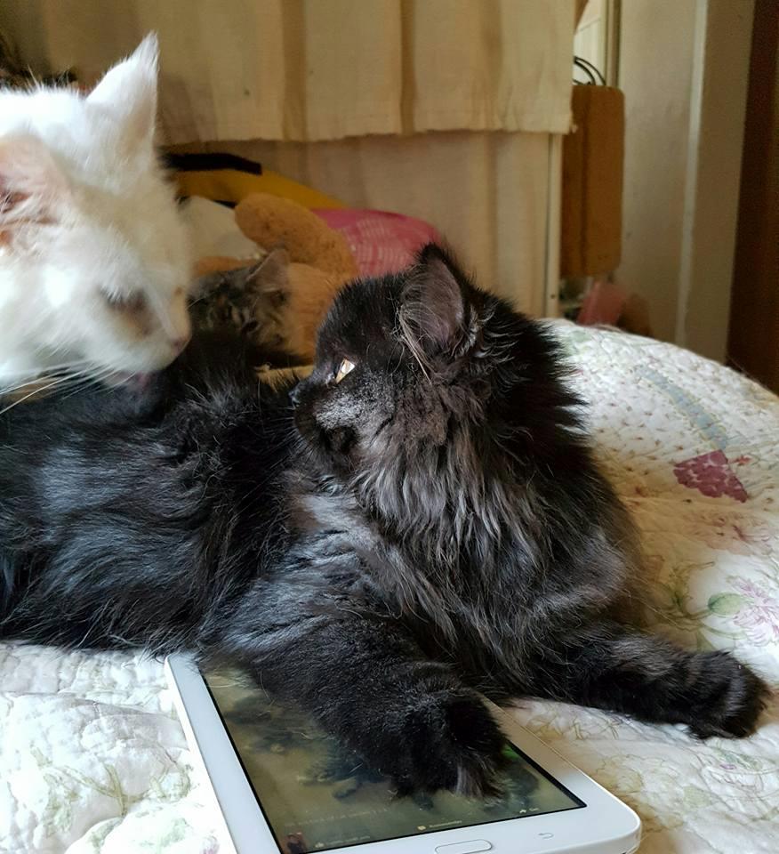 Selkirk Rex  Tzari Dark Dance, Himmel kat. billede 3