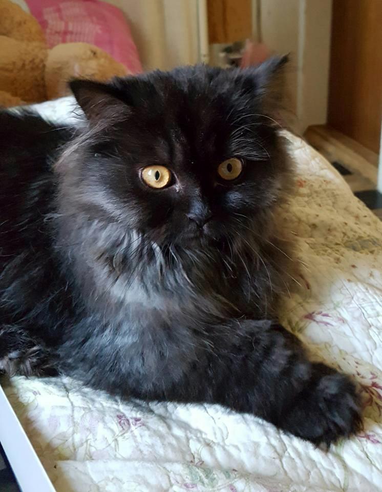 Selkirk Rex  Tzari Dark Dance, Himmel kat. billede 5