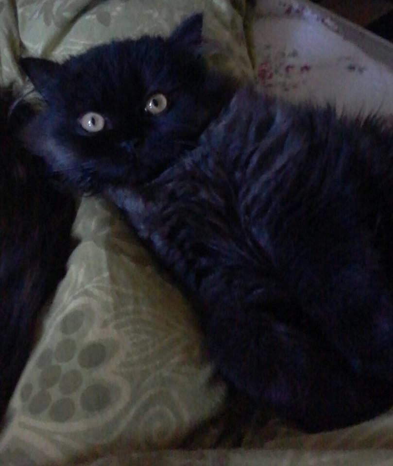 Selkirk Rex  Tzari Dark Dance, Himmel kat. billede 6