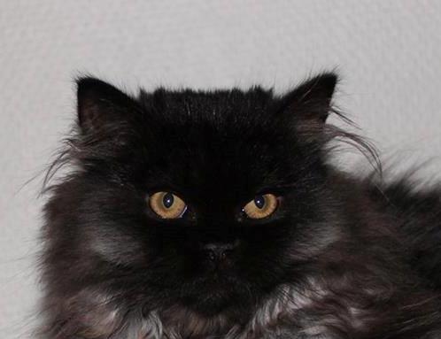 Selkirk Rex  Tzari Dark Dance, Himmel kat. billede 7