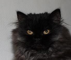 Selkirk Rex  Tzari Dark Dance, Himmel kat. billede 8