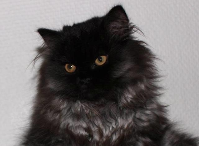 Selkirk Rex  Tzari Dark Dance, Himmel kat. billede 1