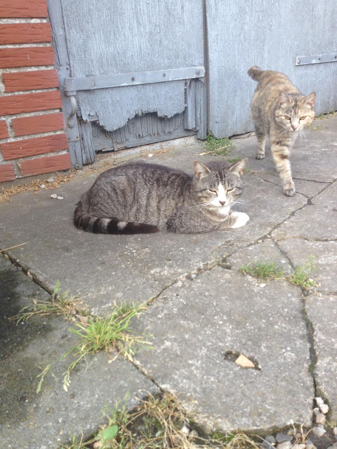 Huskat Speedy billede 15