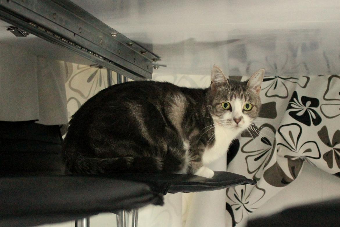 Huskat Mini billede 8