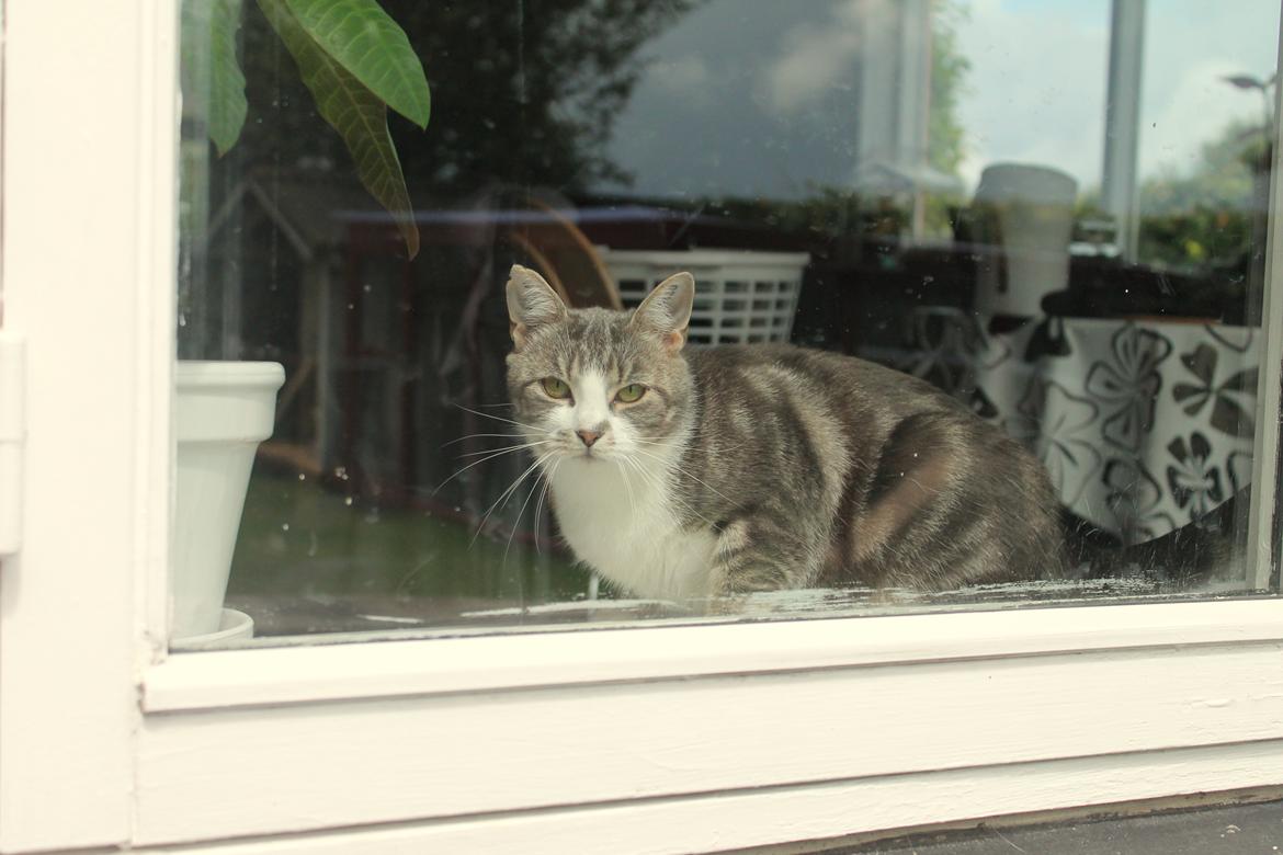 Huskat Mini - 3/7-16 billede 11