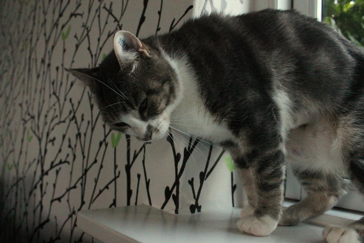 Huskat Mini billede 6