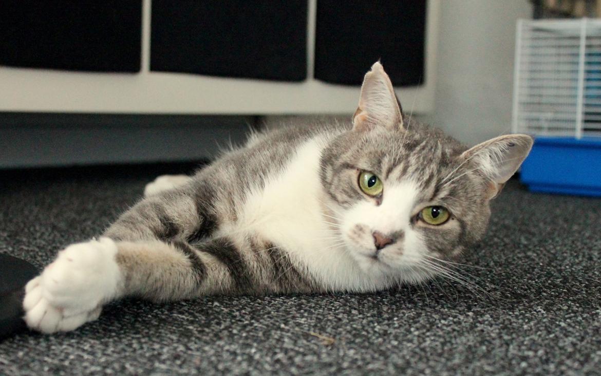 Huskat Mini - 3/7-16 billede 9