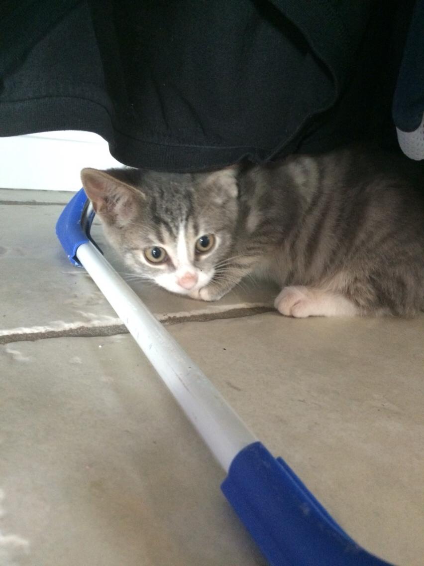 Blanding af racer Prins billede 2