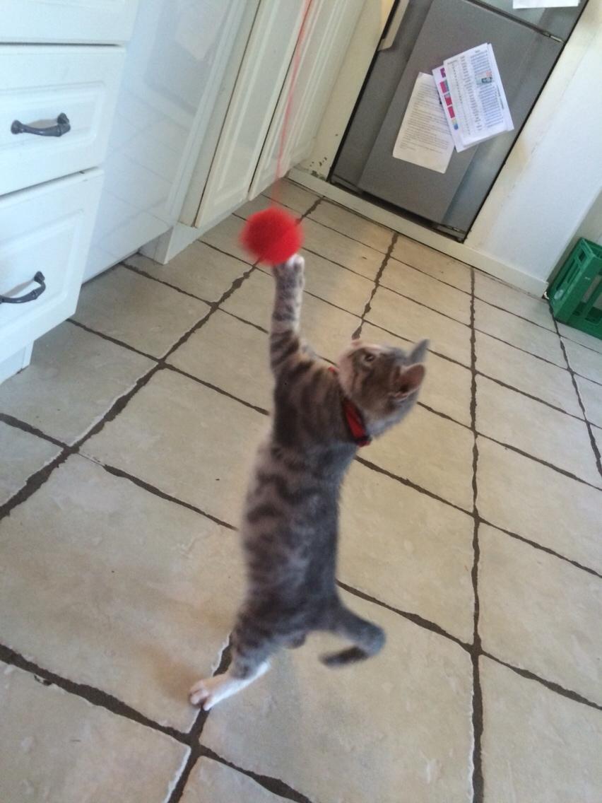 Blanding af racer Prins billede 3