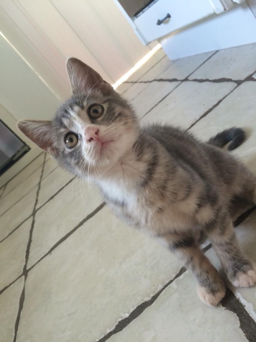 Blanding af racer Prins billede 4