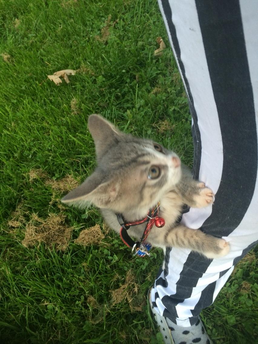 Blanding af racer Prins billede 1