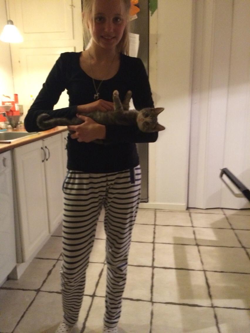 Blanding af racer Prins billede 7