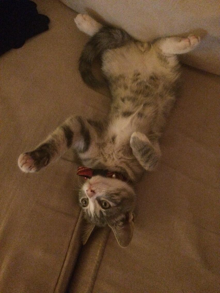 Blanding af racer Prins billede 6