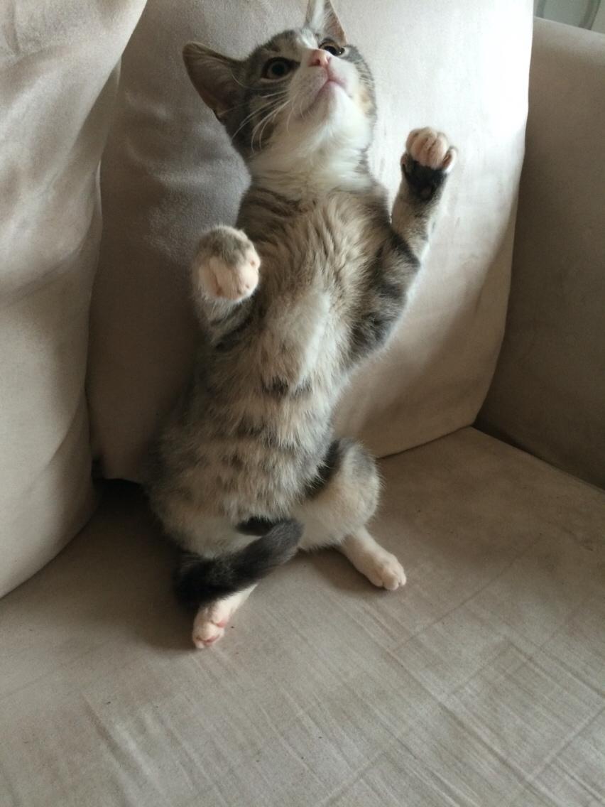 Blanding af racer Prins billede 8