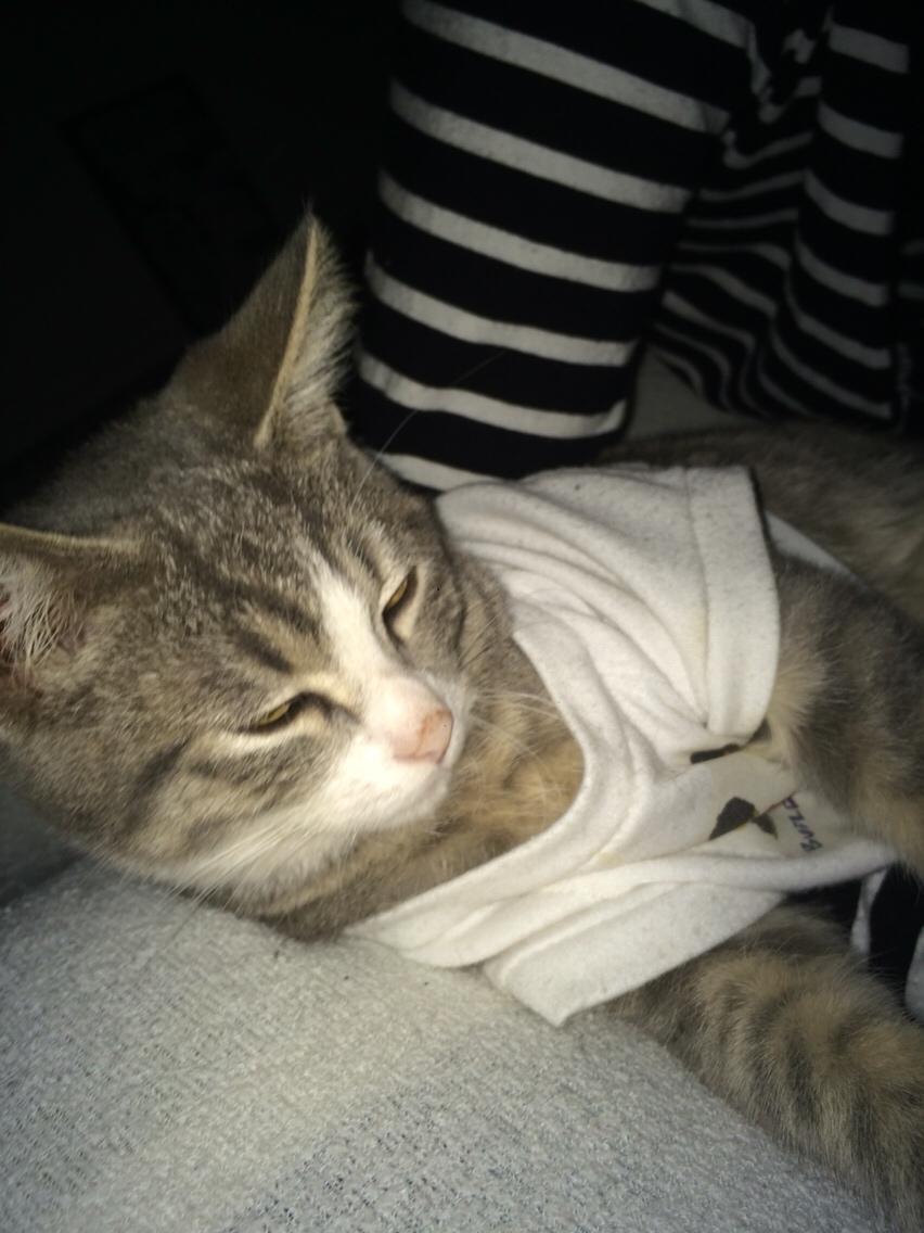 Blanding af racer Prins billede 9