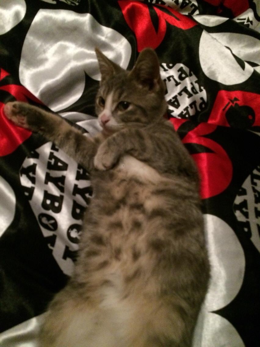 Blanding af racer Prins billede 10