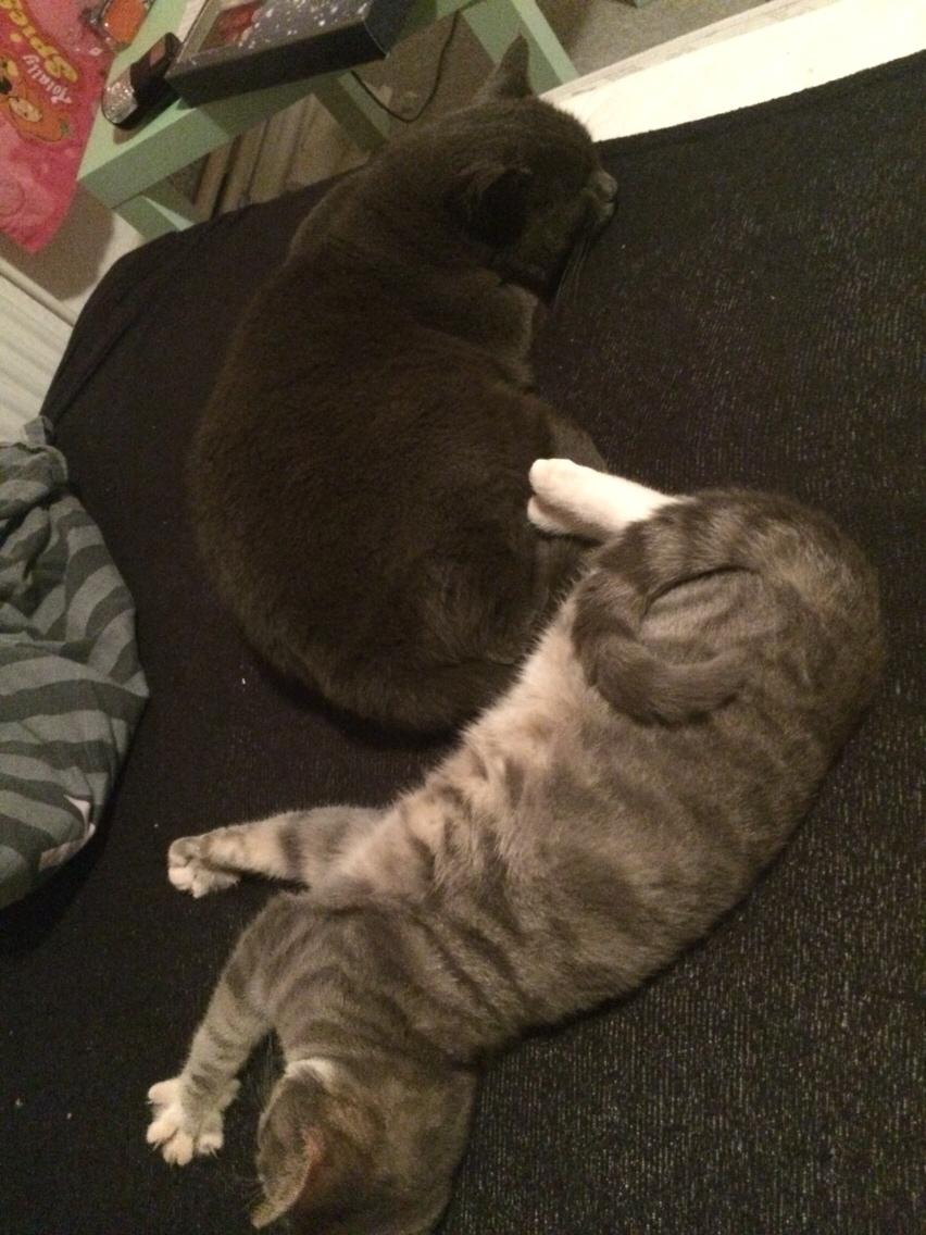 Blanding af racer Prins billede 12