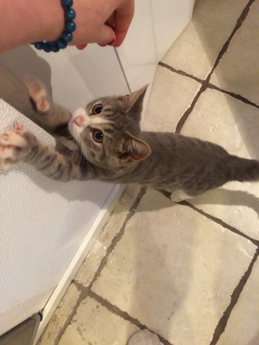 Blanding af racer Prins billede 11