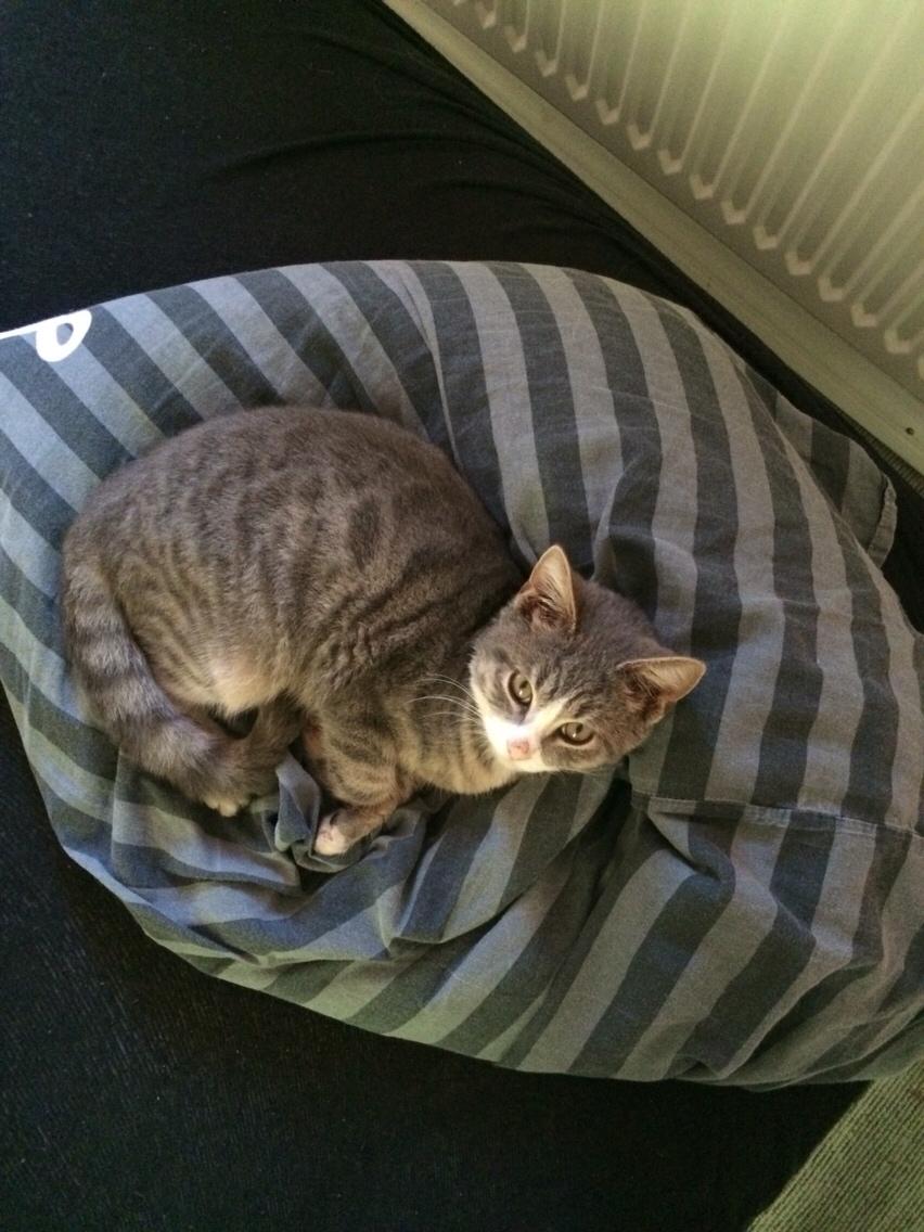 Blanding af racer Prins billede 13