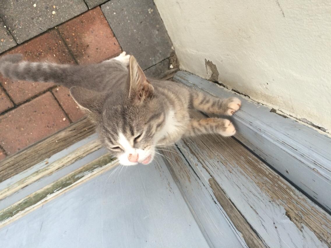 Blanding af racer Prins billede 14