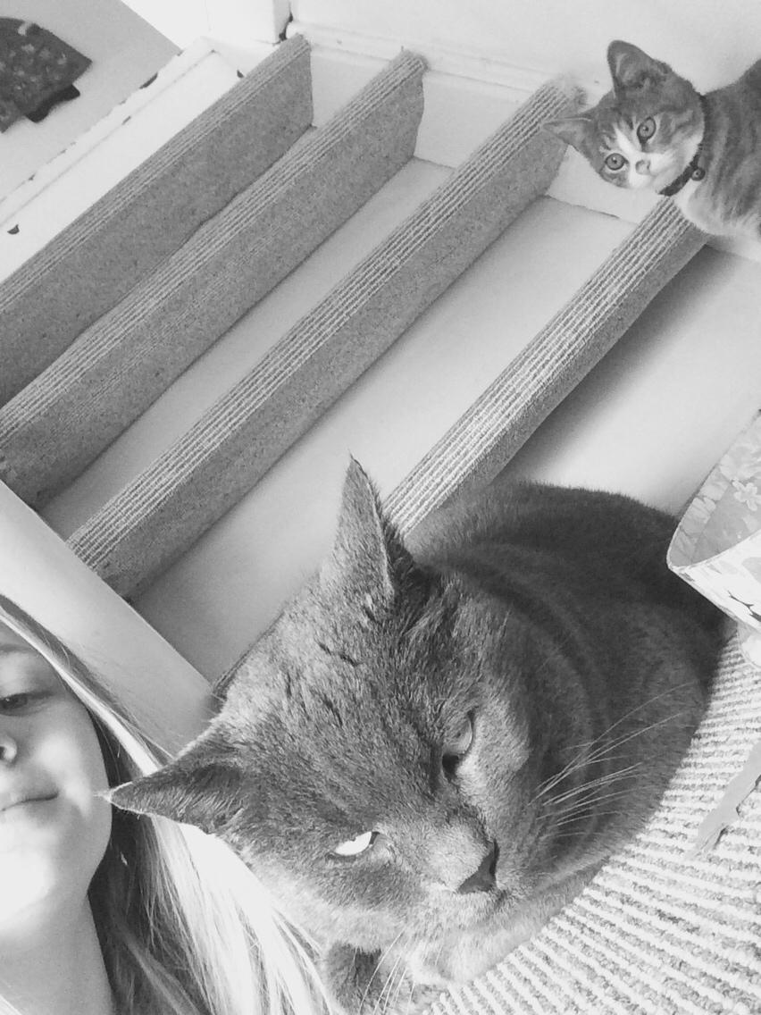 Blanding af racer Prins billede 15