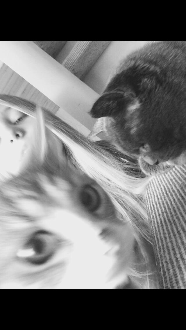 Blanding af racer Prins billede 17