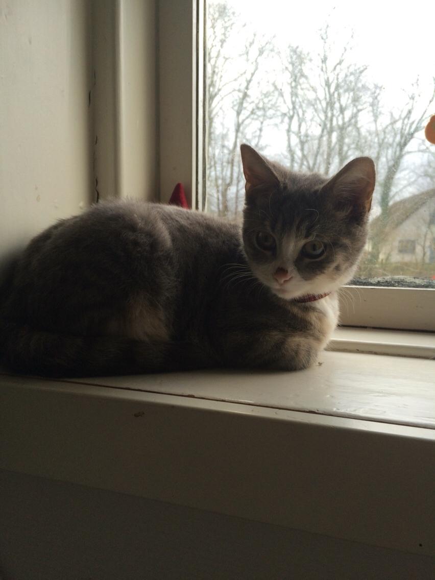 Blanding af racer Prins billede 16