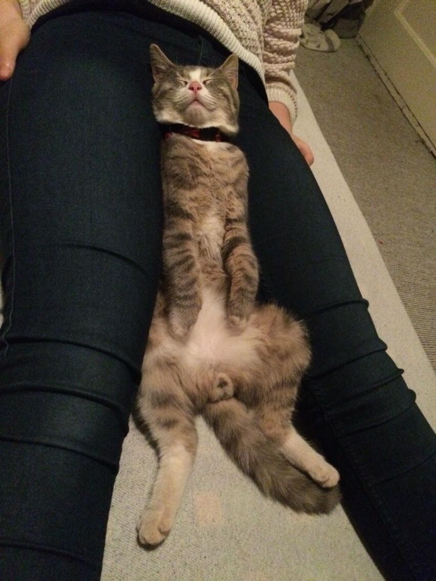 Blanding af racer Prins billede 19