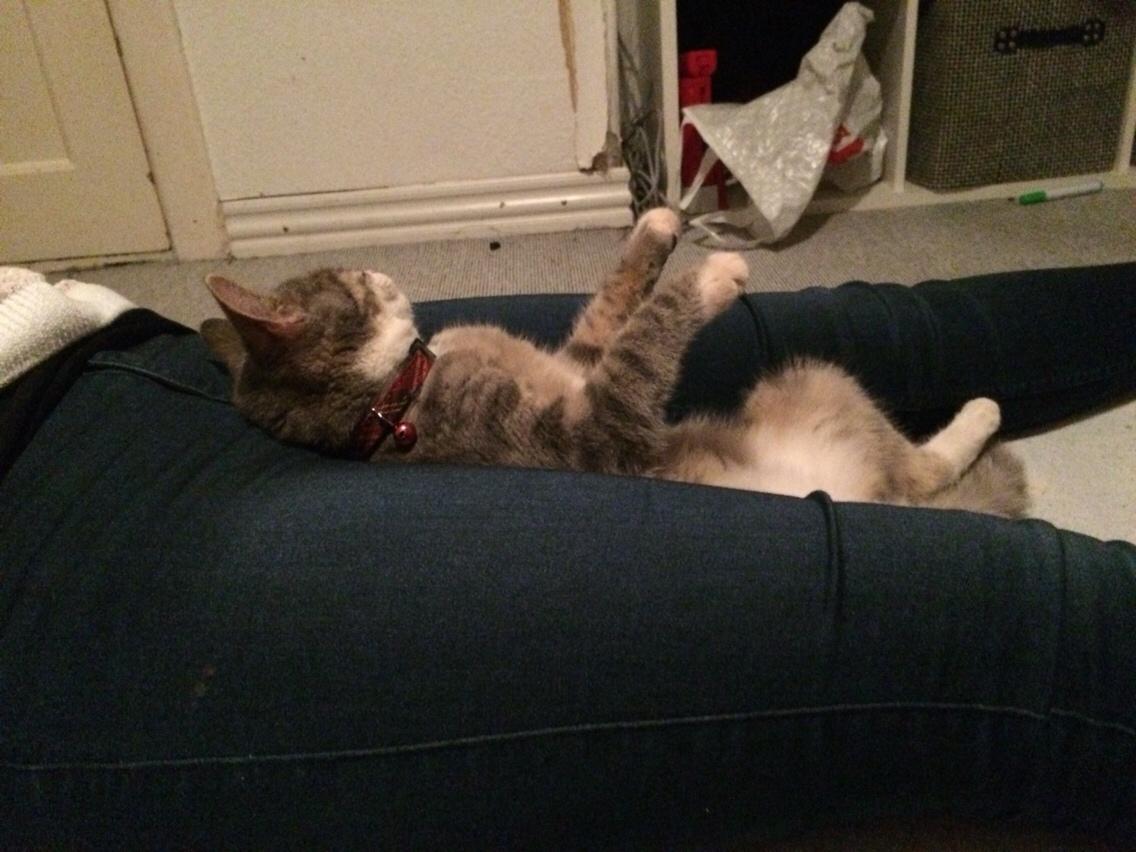 Blanding af racer Prins billede 20