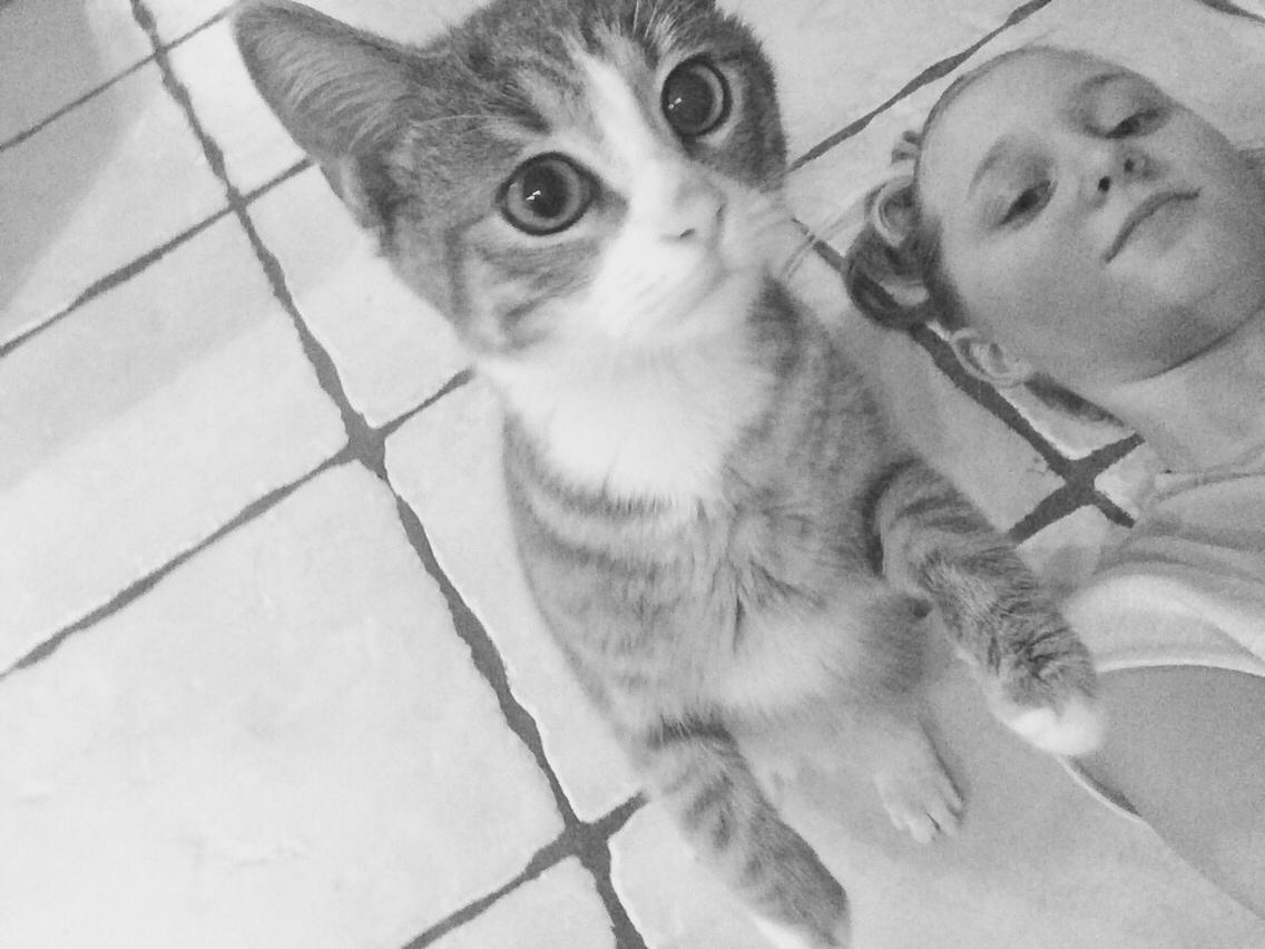 Blanding af racer Prins billede 21