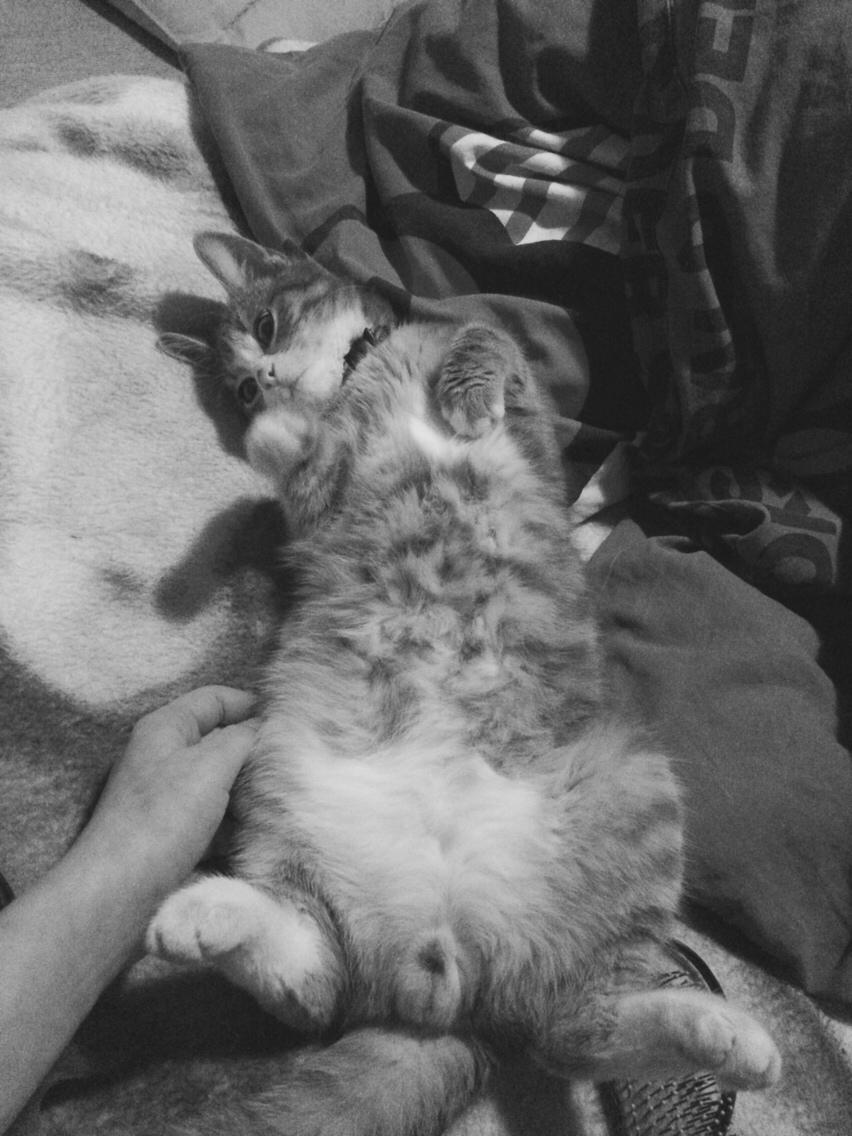 Blanding af racer Prins billede 22