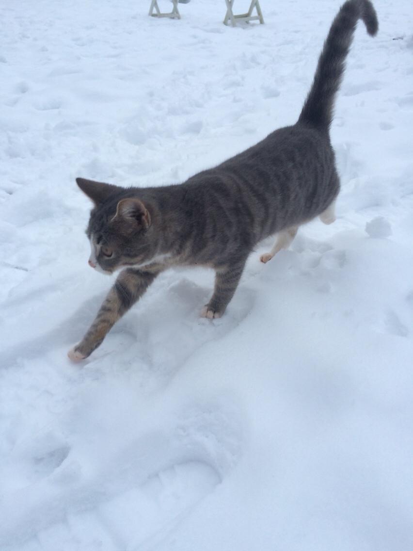 Blanding af racer Prins billede 23