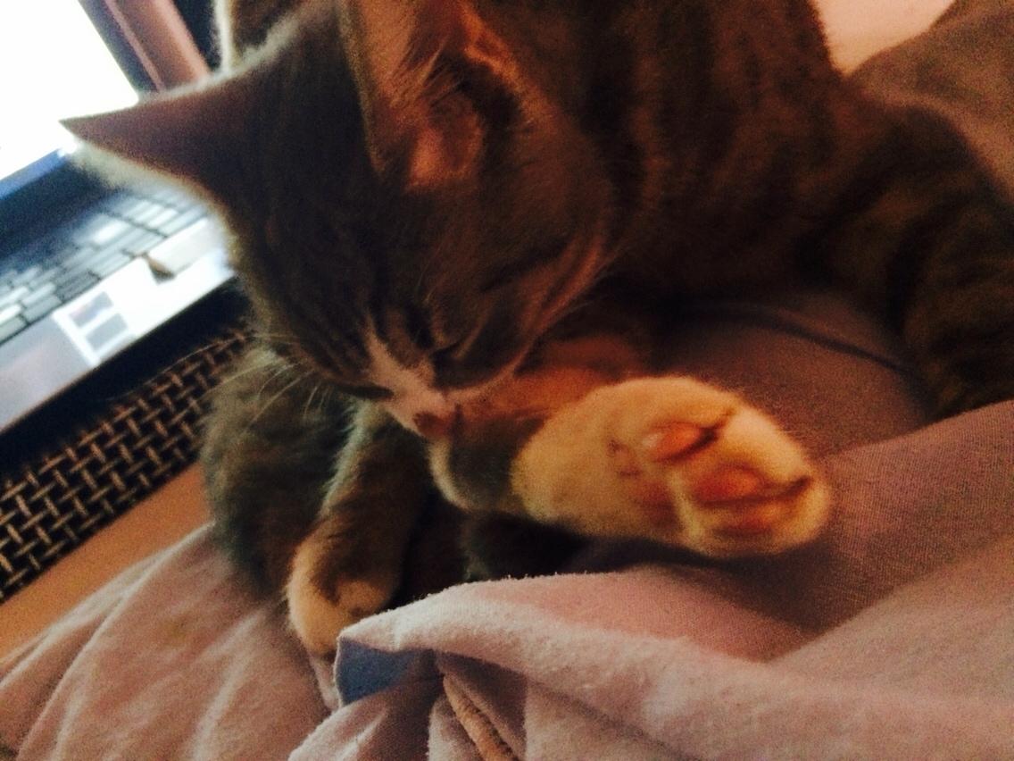 Blanding af racer Prins billede 24