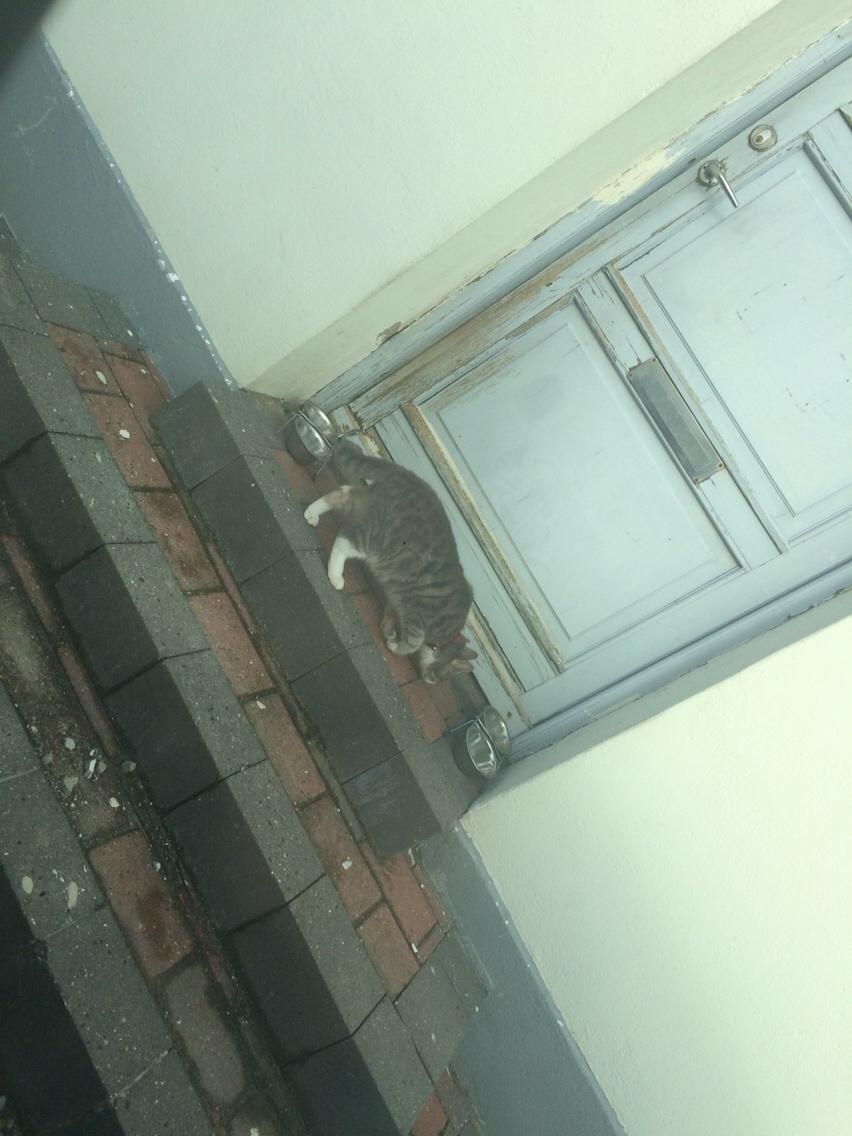 Blanding af racer Prins billede 25