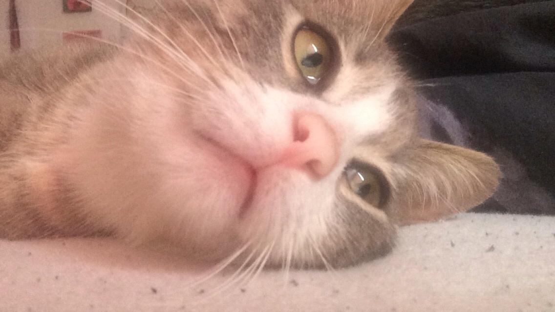 Blanding af racer Prins billede 31