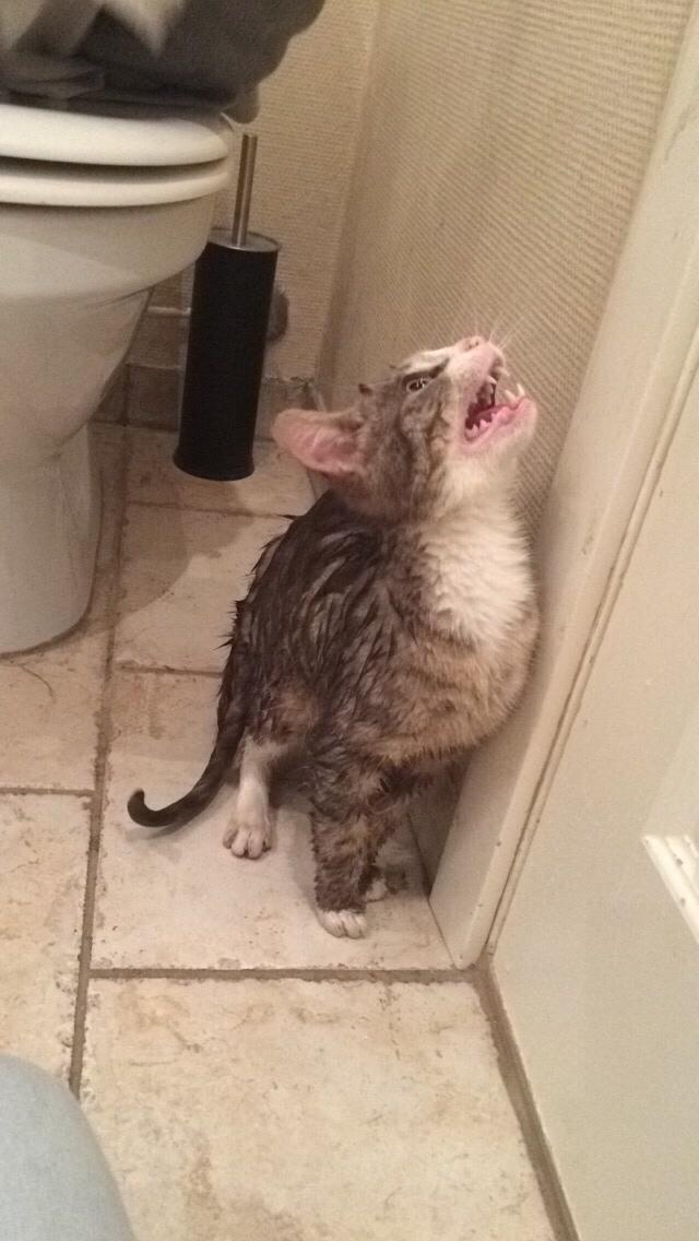 Blanding af racer Prins billede 33