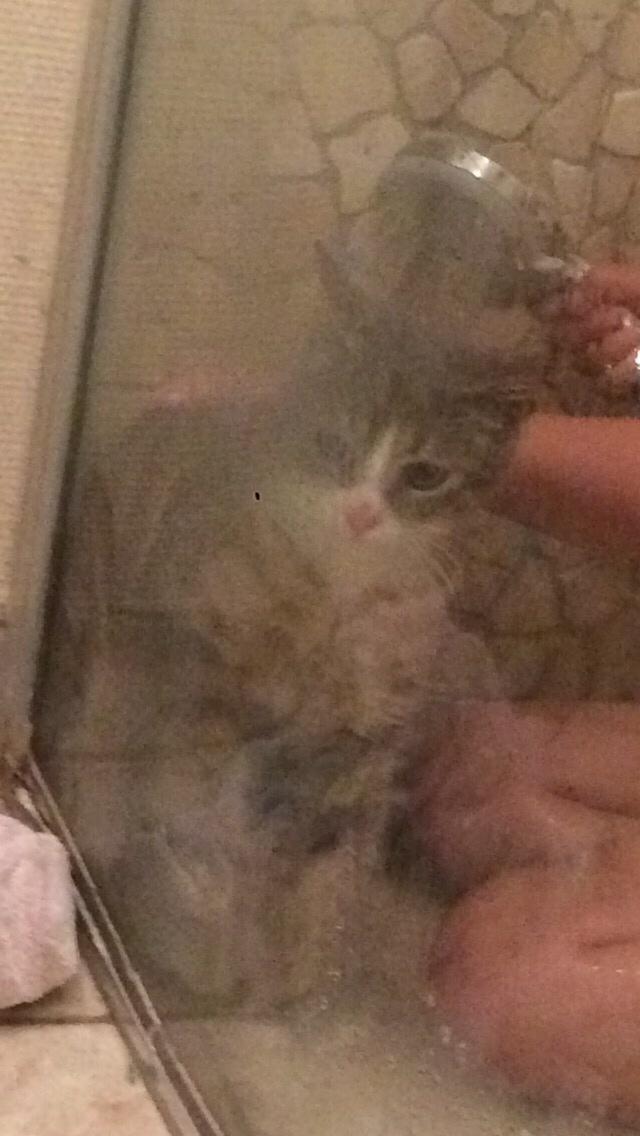 Blanding af racer Prins billede 34