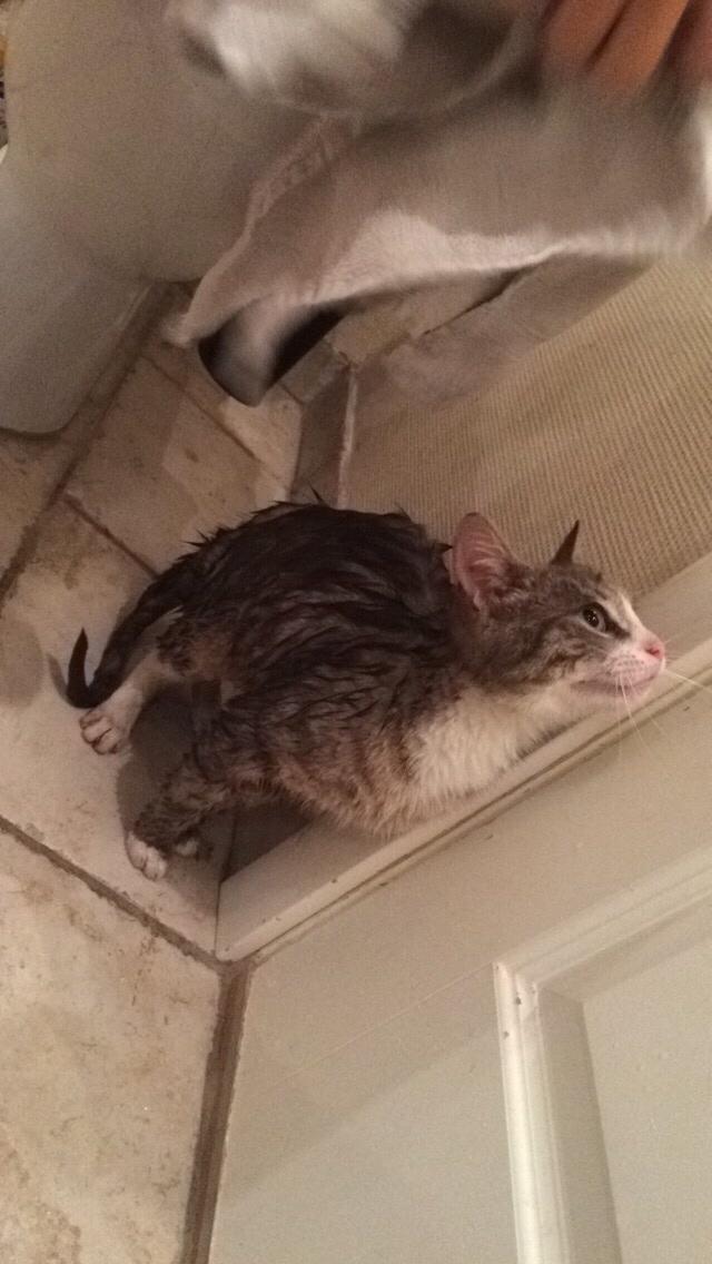 Blanding af racer Prins billede 36