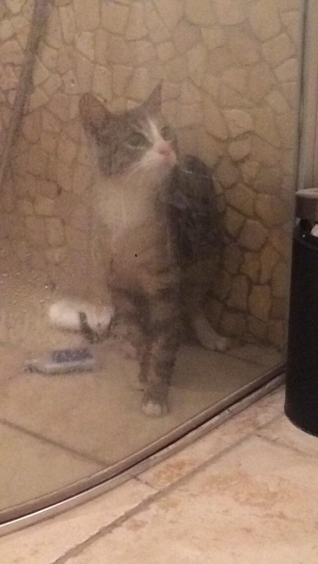 Blanding af racer Prins billede 35