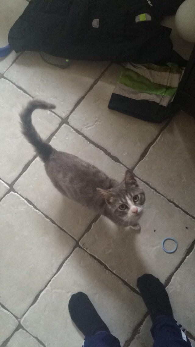 Blanding af racer Prins billede 37