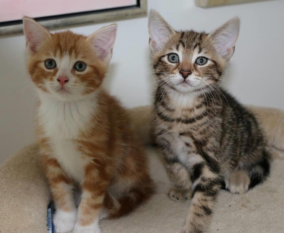 Huskat Mr. Tomiss billede 42