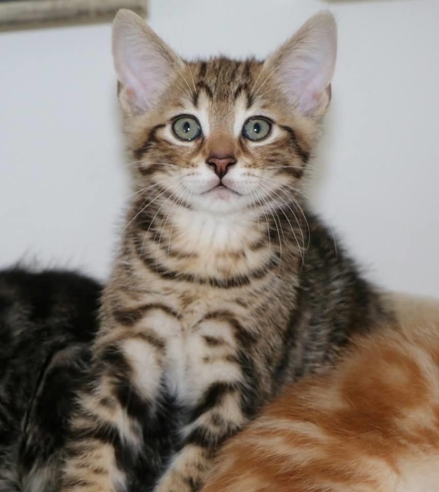 Huskat Mr. Tomiss billede 38